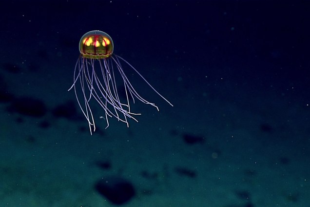 A água-viva com tentáculos longos e curtos foi vista flutuando a uma profundidade de aproximadamente 3.700 metros em 24 de abril. A criatura estava em um local chamado "Enigma Seamount", na Fossa das Marianas.