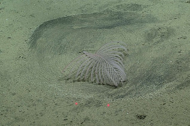 A equipe de pesquisadores observou raros corais negros formando círculos na areia.