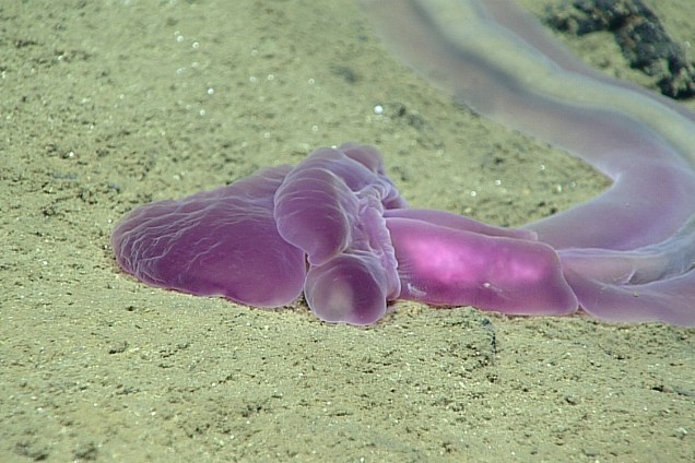 A enteropneusta, uma criatura marinha roxa e translúcida, faz parte da bizarra fauna da Fossa das Marianas.