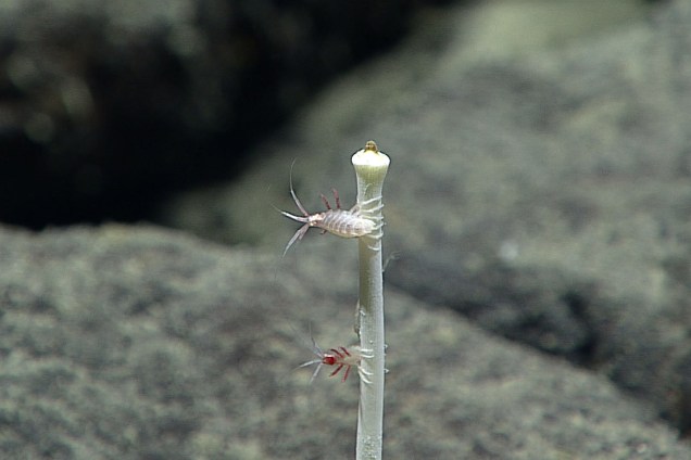 Dois minúsculos crustáceos também foram capturados pela equipe de pesquisadores da NOAA, em 2 de julho.