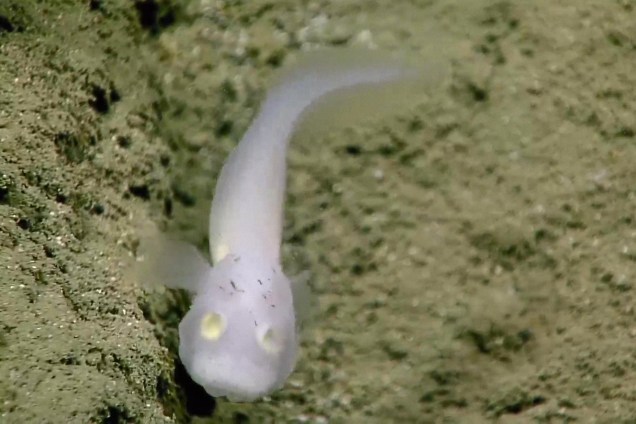 Esta espécie, apelidada "peixe-fantasma", pertence à família 'Aphyonidae' e tem 10 centímetros de comprimento. De acordo com os pesquisadores, essa foi a primeira vez que um peixe desta espécie foi visto vivo.