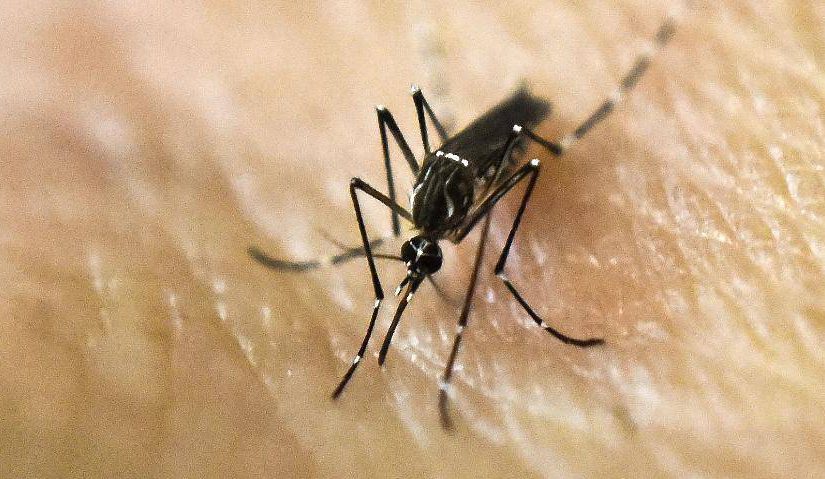 O pesadelo do zika vírus