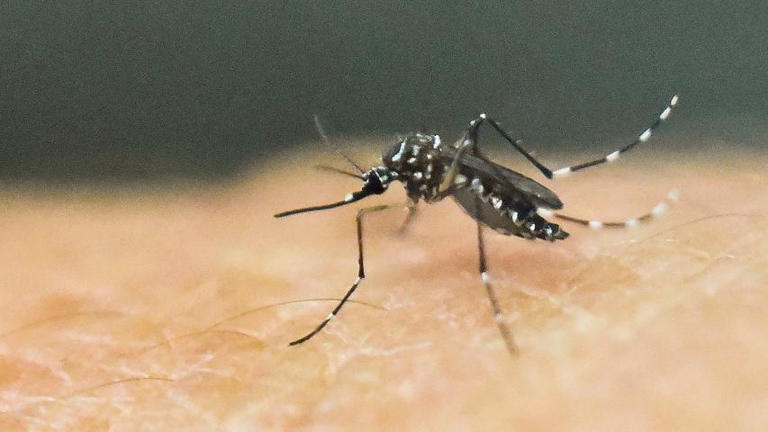 Zika: emergência mundial