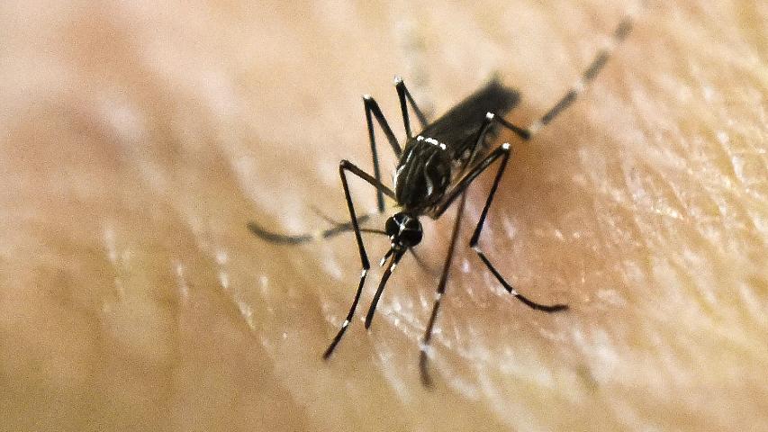 OMS elabora plano global de combate ao zika