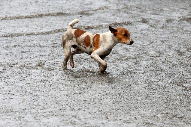 Cão caminha em meio a uma enchente, na cidade de Calcutá, na Índia - 25/07/2016