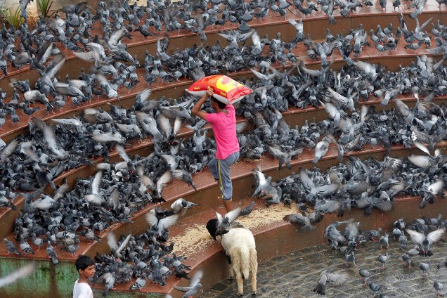 Homem carrega ração para pombos enquanto os alimenta em uma praça na cidade de Mumbai, na Índia - 19/07/2016