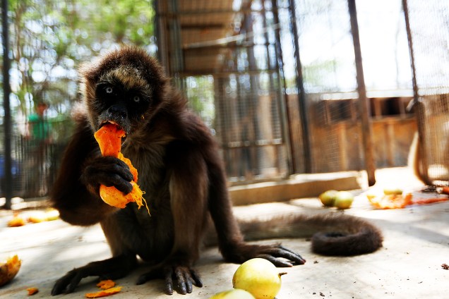 Um macaco-aranha é fotografado no zoológico Paraguana em Punto Fijo, na Venezuela - 27/07/2016