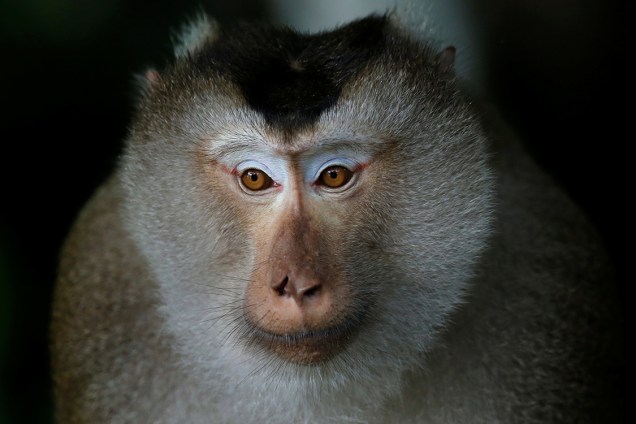 Macaco é visto descansando em uma árvore do Parque Nacional Khao Yai, na Tailândia - 19/07/2016
