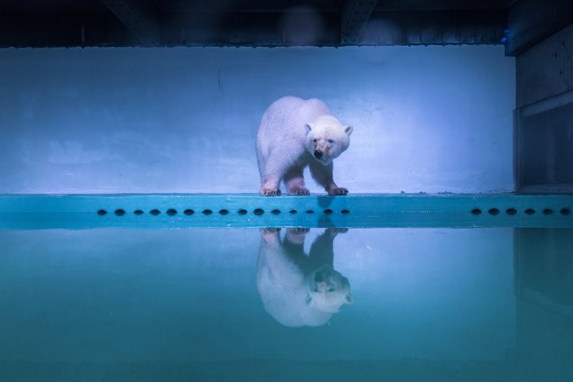 Urso polar é visto em um aquário no shopping Grandville, na província de Guangdong, na China - 28/07/2016