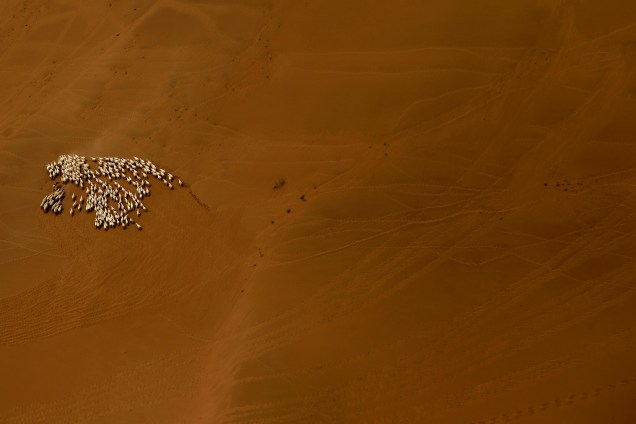 Vista aérea de um rebanho de ovelhas no deserto de Gobi na Mongólia - 21/07/2016
