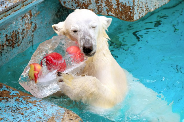 A fêmea de urso polar 'Icchan' aprecia um cubo de gelo com maçãs para se refrescar do calor no Tennoji Zoo em em Osaka, no Japão - 22/07/2016