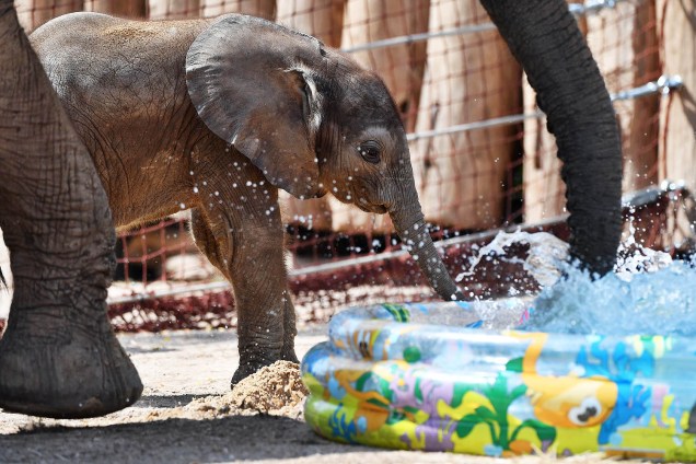 Filhote de elefante chamada Tamika bebe água e brinca em sua jaula no zoológico em Halle, na Alemanha - 22/07/2016