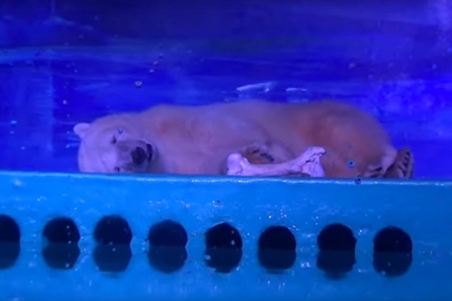 Urso polar é mantido preso dentro de shopping de Guangzhou, na China, para fazer selfies com os visitantes