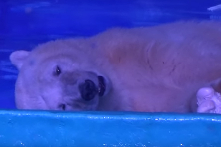 Urso polar é mantido preso dentro de shopping de Guangzhou, na China, para fazer selfies com os visitantes