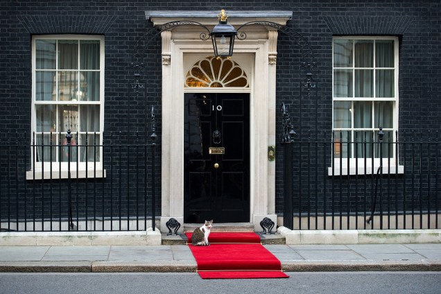 Larry: O gato oficial da 10 Downing Street, residência oficial do primeiro-ministro britânico - 16/01/2012
