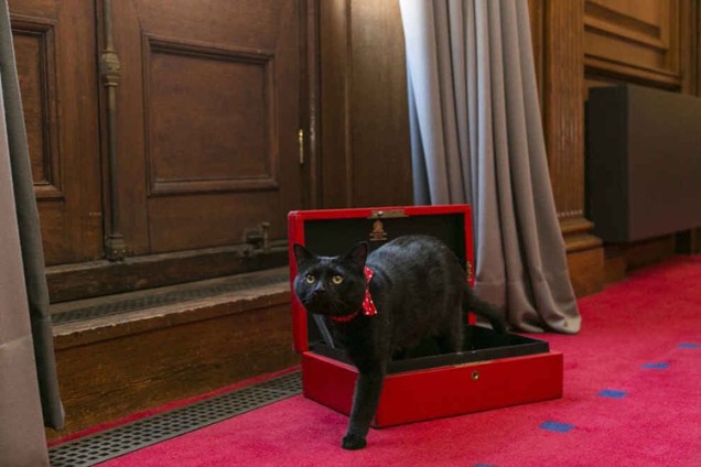 Gladstone: O gato do Departamento do Tesouro britânico