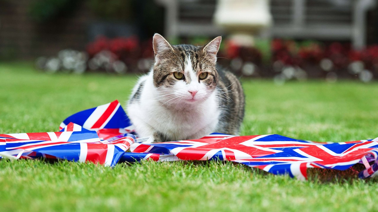 Larry: O gato oficial da 10 Downing Street, residência oficial do primeiro-ministro britânico - 01/06/2012