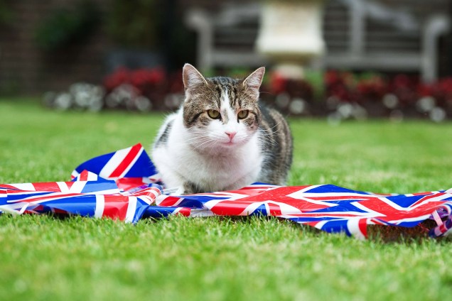 Larry: O gato oficial da 10 Downing Street, residência oficial do primeiro-ministro britânico - 01/06/2012