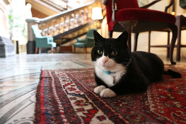 Palmerston: O gato britânico do Ministério das Relações Exteriores
