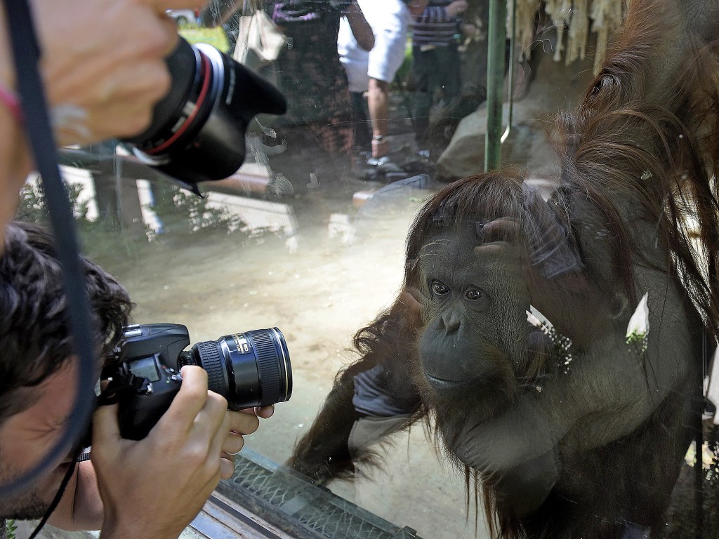 A orangotango, Sandra, é fotografada no zoológico de Buenos Aires, Argentina