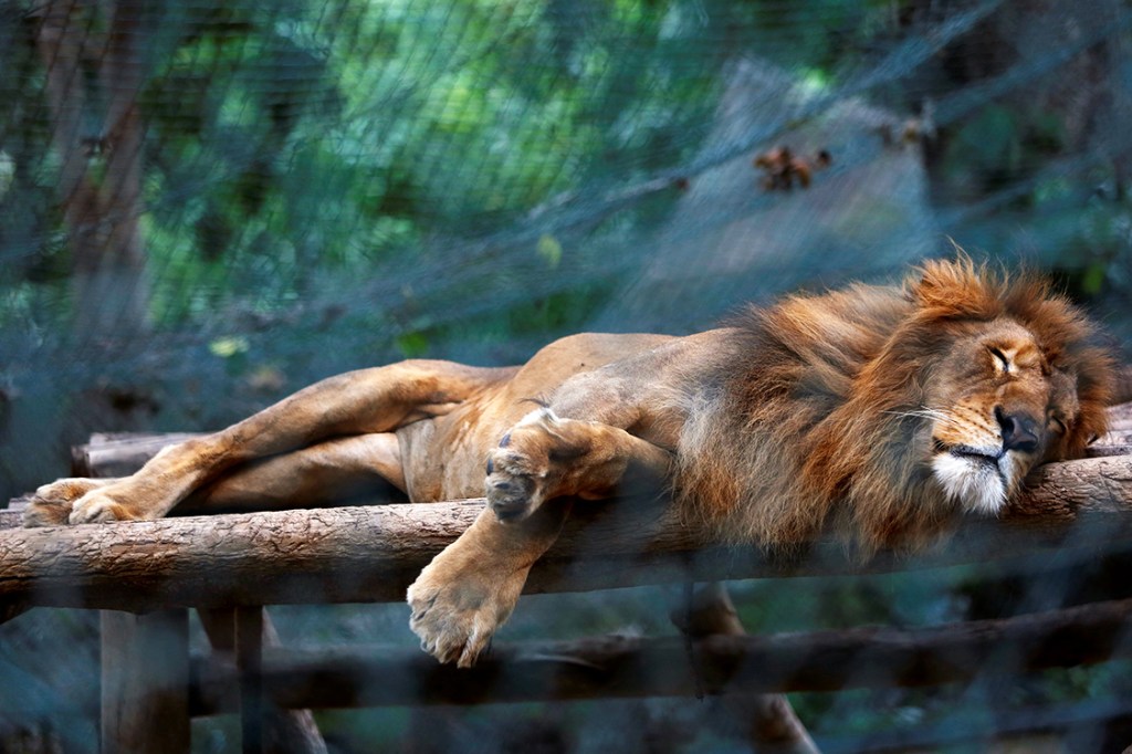 Leão dorme dentro de jaula, no Zoológico Caricuao, em Caracas, na Venezuela - 12/07/2016