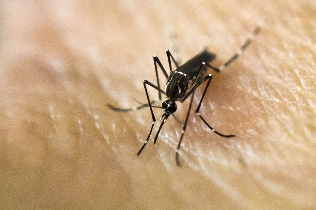 O mosquito transmissor da dengue, Aedes Aegypti