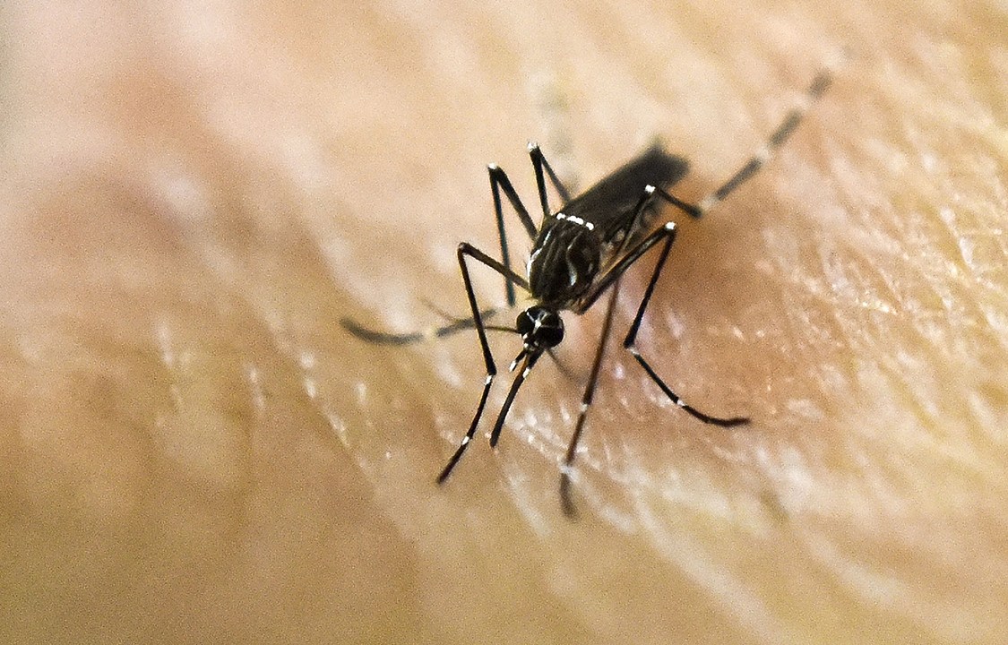 O mosquito transmissor da dengue, Aedes Aegypti