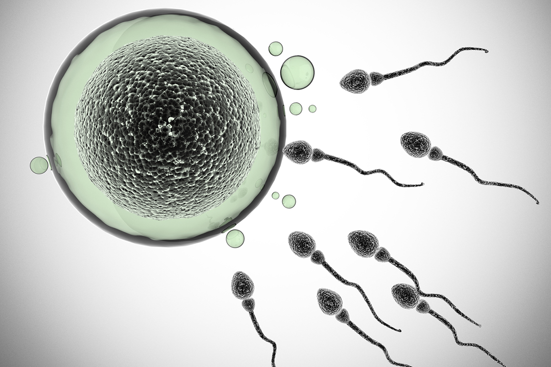 Fertilidade