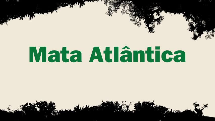 Quanto custa preservar a Mata Atlântica
