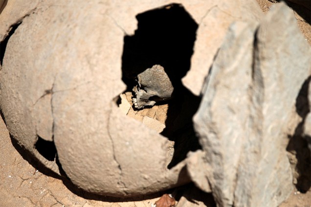 O crânio de uma criança é visto dentro de um jarro no antigo cemitério de Falyron, em Atenas