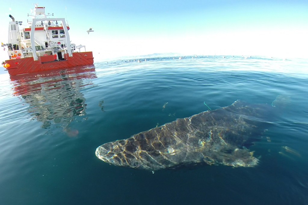 Tubarão da Groelândia: o mais velho do mundo