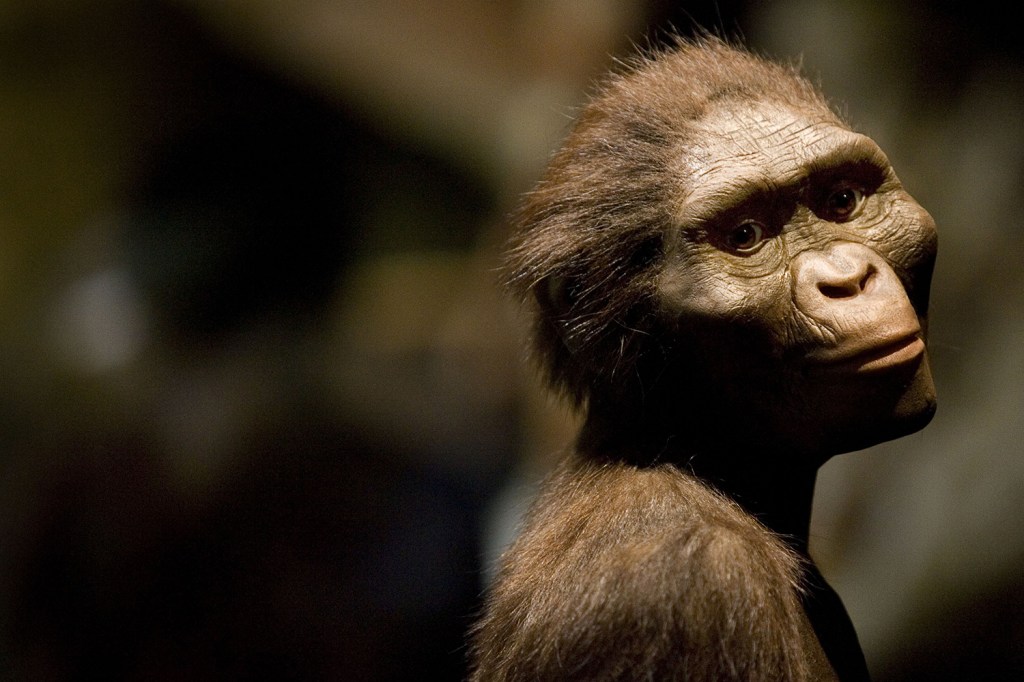 Escultor cria imagem de Lucy, hominídeo mais antigo encontrado, que está em exibição no Museu de Ciência Natural de Houston, Texas