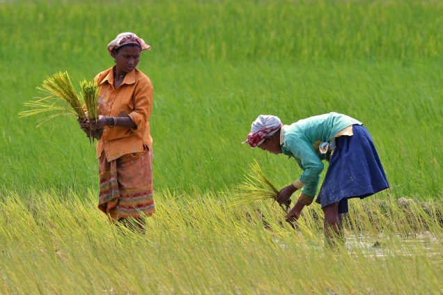 Mulheres plantam mudas em um campo de arroz em Kathalguri no estado de Assam, na Índia - 22/08/2016