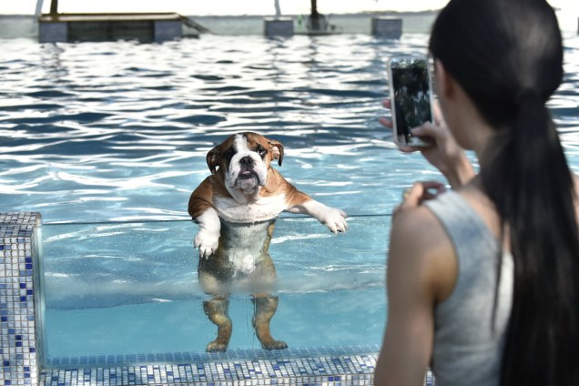 Mulher tira foto de seu cão em uma piscina para cães em Chengdu, província de Sichuan, na China - 16/08/2016