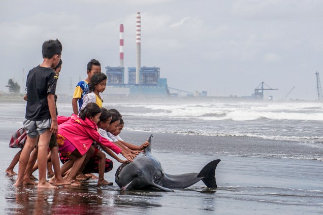 Crianças empurram golfinho de volta para o mar, após altas mares serem registradas na praia de Cilacap, na Indonésia -  12/08/2016