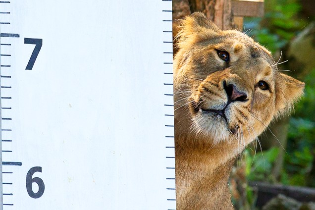 Especialistas tiram medidas de uma leoa asiática no zoológico de Londres, Inglaterra - 24/08/2016