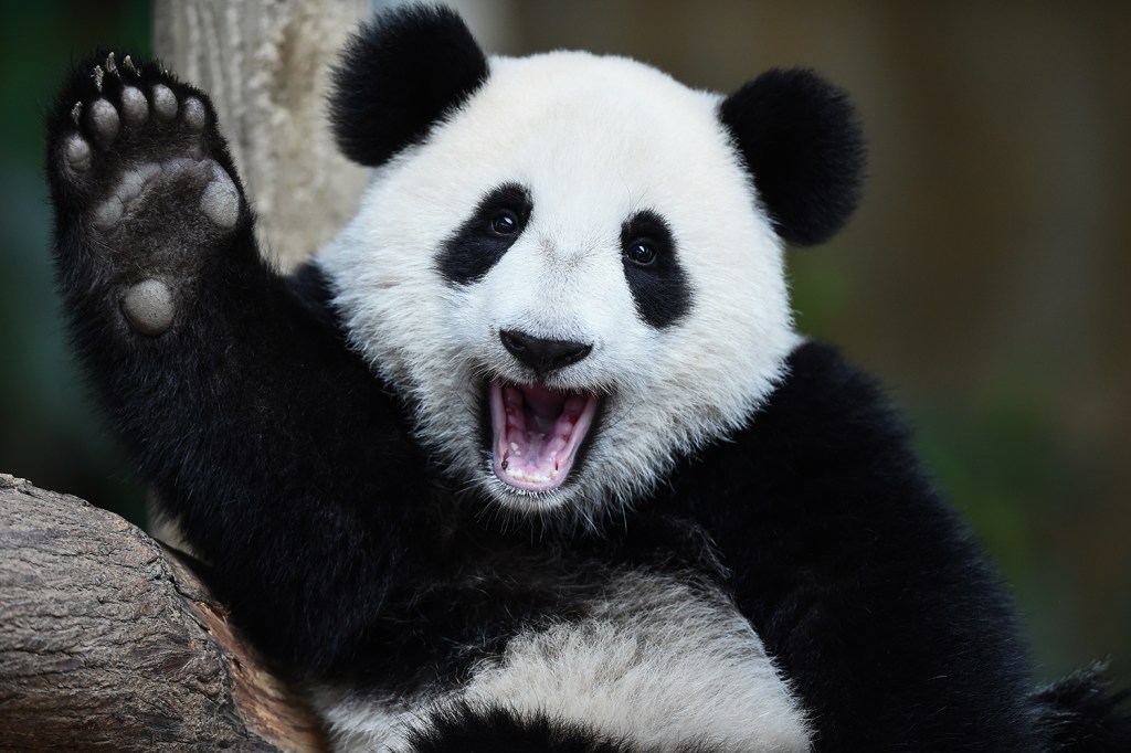 Urso panda gigante fêmea gesticula durante comemoração do seu aniversário de um ano, no zoológico nacional de Kuala Lumpur