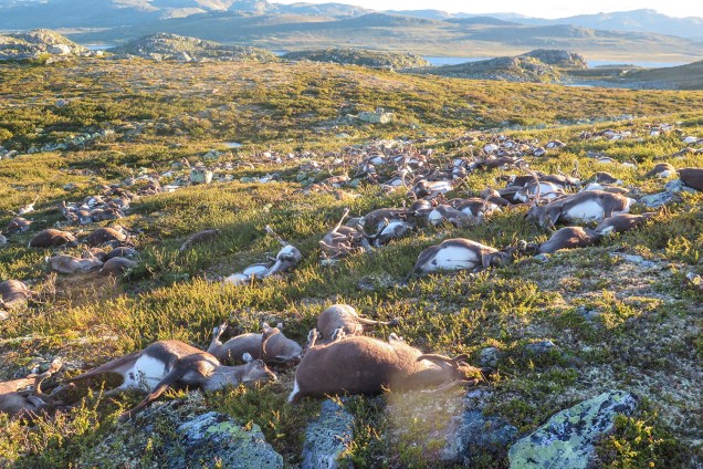 Grupo de veados morrem após serem atingidos por uma descarga elétrica durante tempestade de raios em Hardangervidda, na Noruega - 29/08/2016
