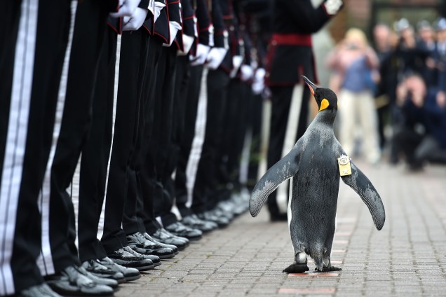 O pinguim-rei Nils Olav inspeciona a guarda real norueguesa após ser condecorado com o título de Brigadeiro - a mais alta patente militar da guarda - Nils Olav  reside no Zoológico de Edimburgo, na Escócia, e é o mascote oficial de honra da corporação - 22/08/2016