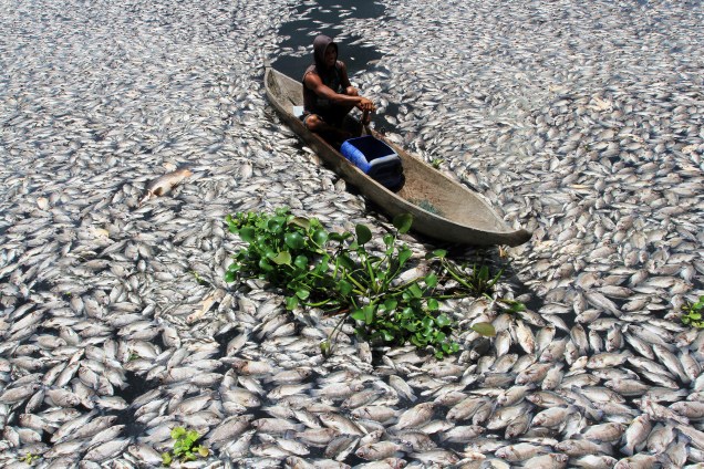 A falta de oxigênio na água provocou a morte repentina de centenas de peixes em uma lagoa de reprodução no Lago Maninjau em Agam, na Indonésia - 31/08/2016