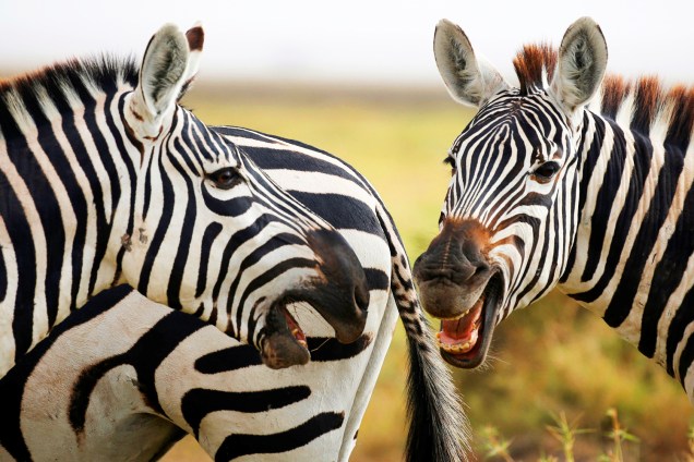 Zebras brincam no Parque Nacional de Amboseli, no Quênia - 26/08/2016