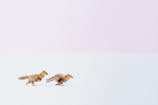Raposas são fotografadas correndo, no Ártico