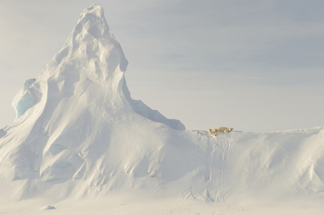 Ursos polares descansam no topo de uma geleira na costa da ilha de Baffin, no Canadá