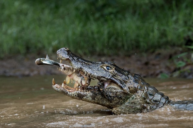 Fotografia registra um jacaré atacando um peixe, que atacava outro peixe, no Pantanal brasileiro