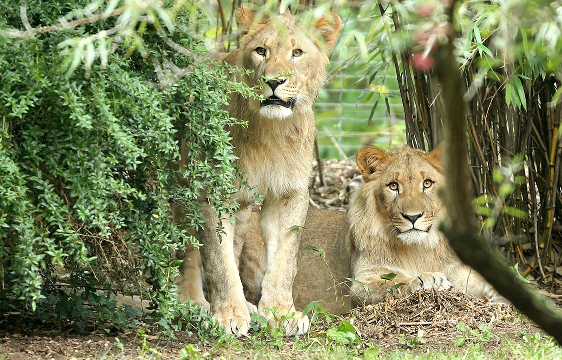 Leão Motshegetsi (esq.) que escapou de zoológico é morto após tranquilizadores falharem, em Leipzig, na Alemanha