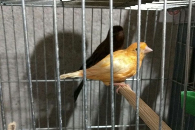 A Polícia Federal encontrou aves de diferentes espécies em condições de maus tratos