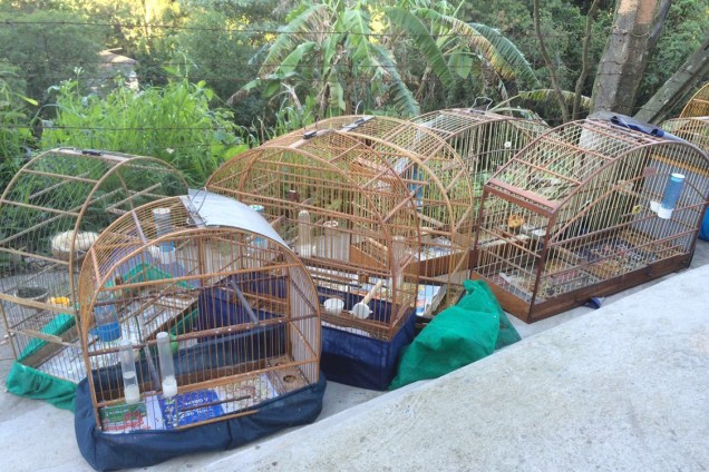 Resgatadas, as aves foram encaminhadas ao Centro de Recuperação de Animais Silvestres, do Parque Ecológico do Tietê