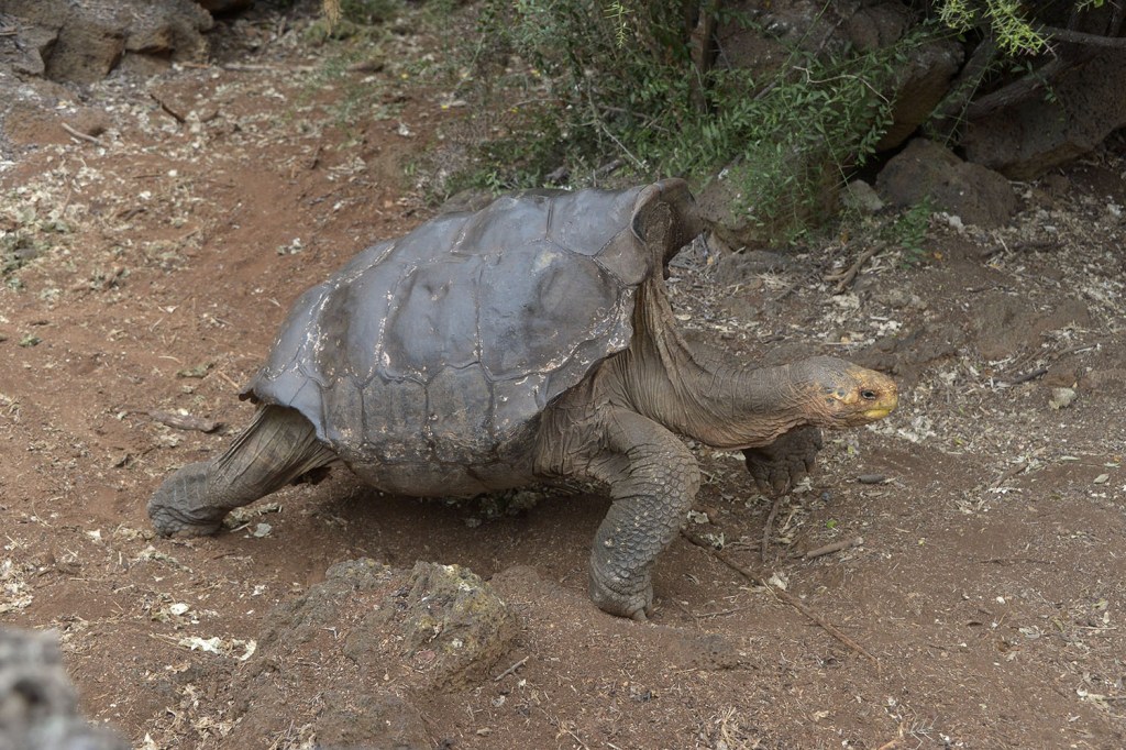 Diego, uma tartaruga centenária e sexualmente ativa, ajuda a salvar sua espécie através do acasalamento, em Galápagos, no Equador
