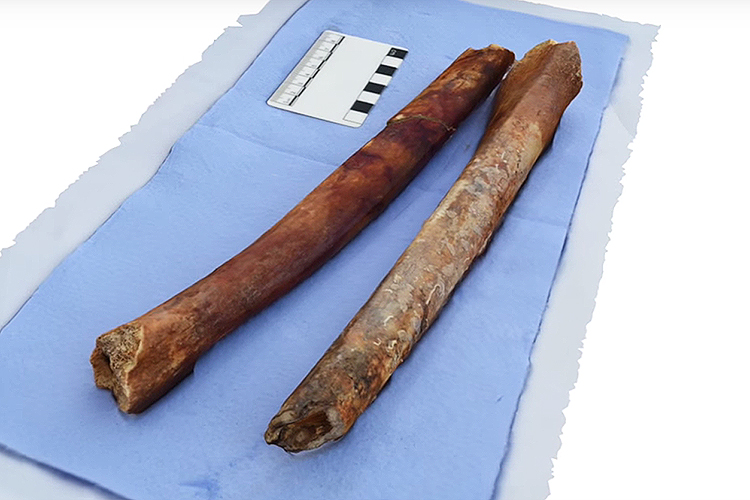 Esqueletos descobertos na Ilha de Anticítera, na Grécia