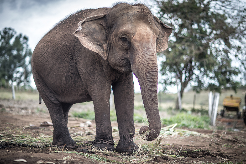 Paraguaçu – MG –  06/09/2016 – Materia especial sobre o deslocamento de dois elefantes da cidade de Paraguaçu/MG para o Santuário de Elefantes no Mato Grosso. Foto: Jonne Roriz/VEJA